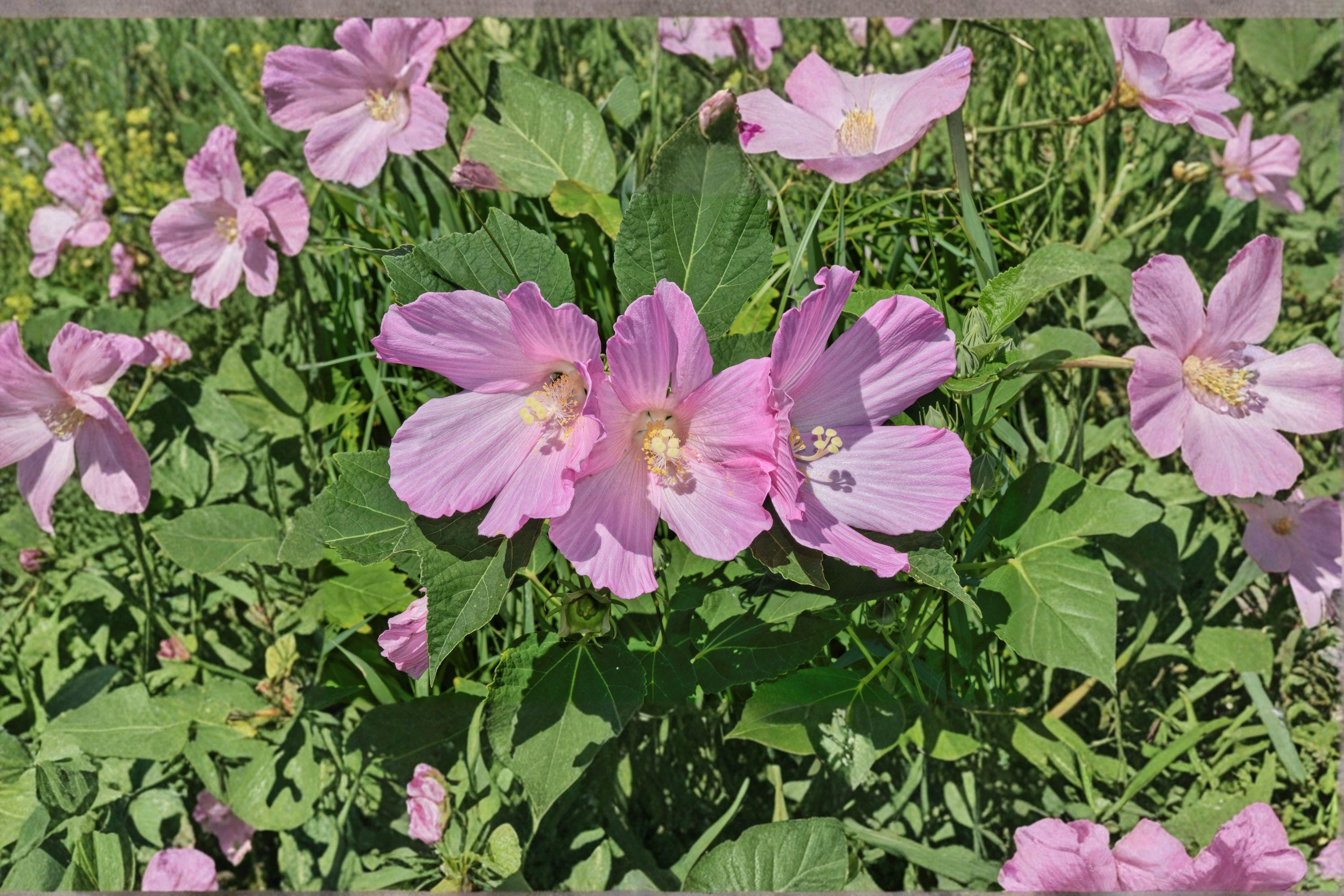Hibiscus moscheutos, Swamp Rose Mallow / Crimson-Eyed Rosemallow – 30 Seeds | Native Wetland Perennial | Huge Hardy Hibiscus Blooms