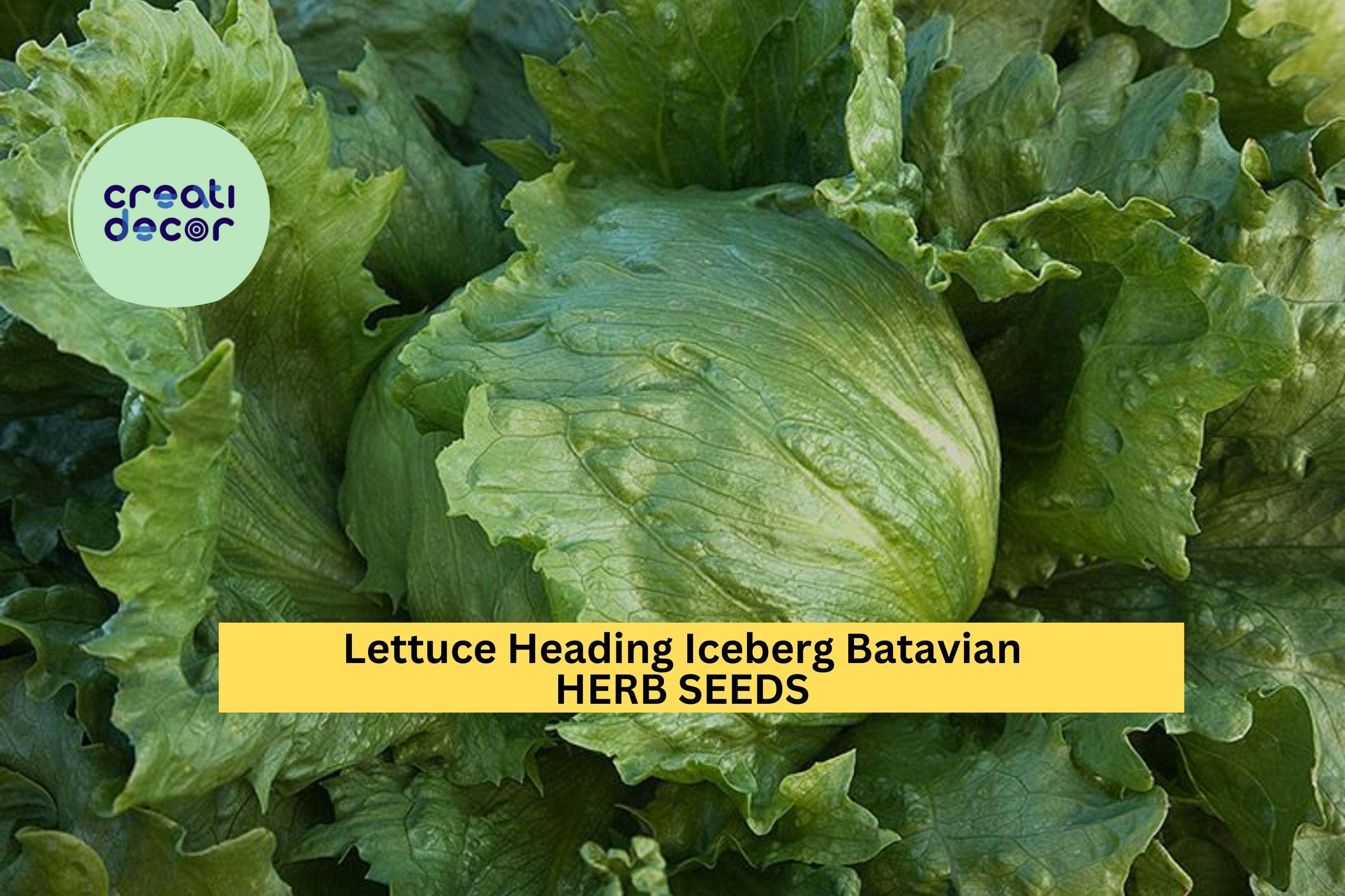 3pcs of 1g Lettuce Iceberg Batavian Seeds – Crisp Head Lettuce for Home Gardens, Raised Beds, and Salad Lovers Seeds for Planting