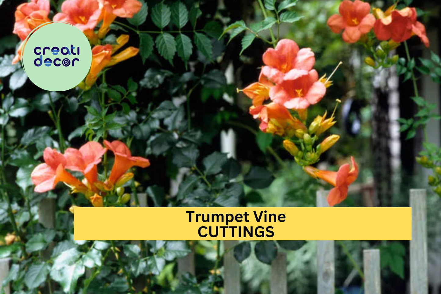 5 Trumpet Vine Cuttings – Campsis radicans Hummingbird Vine, Organic Non-GMO Climber with Orange Blooms for Trellises – USA