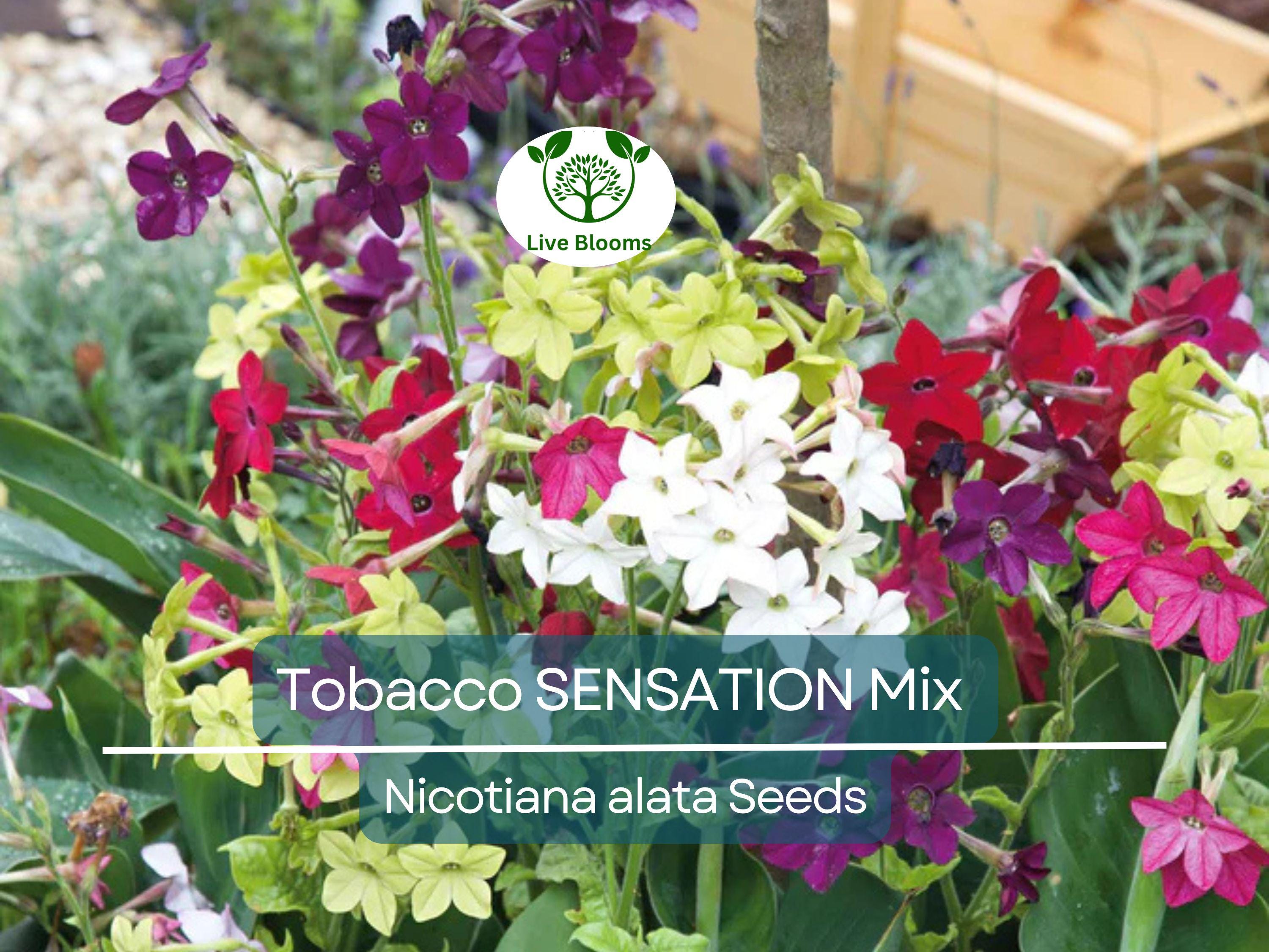 500 Seeds Tobacco SENSATION Mix (Nicotiana alata) Jasmine Fragrant Flowers Non-GMO, Aromatic Tobacco, Perfect for Gardens