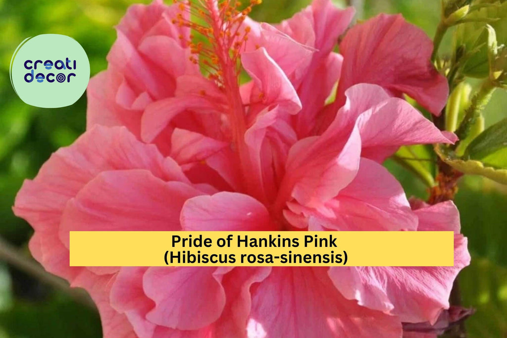 Pride of Hankins Pink Hibiscus – Live Hibiscus rosa-sinensis Rooted Starter Plant, Tropical Triple Red-Pink Blooms, Garden or Patio Flower