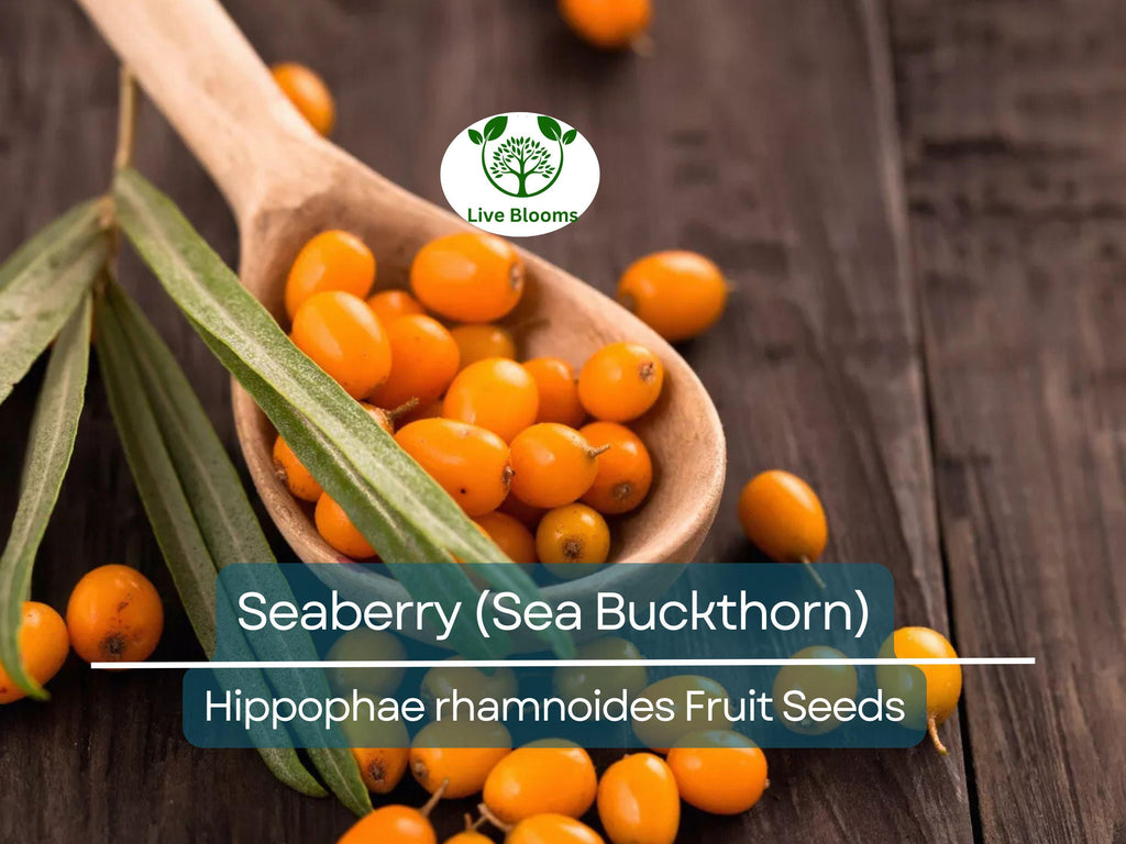 50 Seaberry Seeds - Sea Buckthorn (Hippophae rhamnoides), Edible Berry Fruit, High Yield, Organic, Nutrient-Rich, for Garden Planting