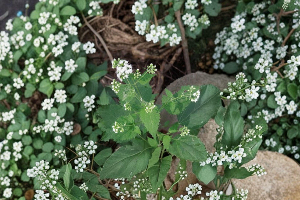 Boehmeria cylindrica/Smallspike False Nettle – 100 Seeds | Native Wetland Perennial | Shade-Tolerant | Wildlife & Pollinator Plant