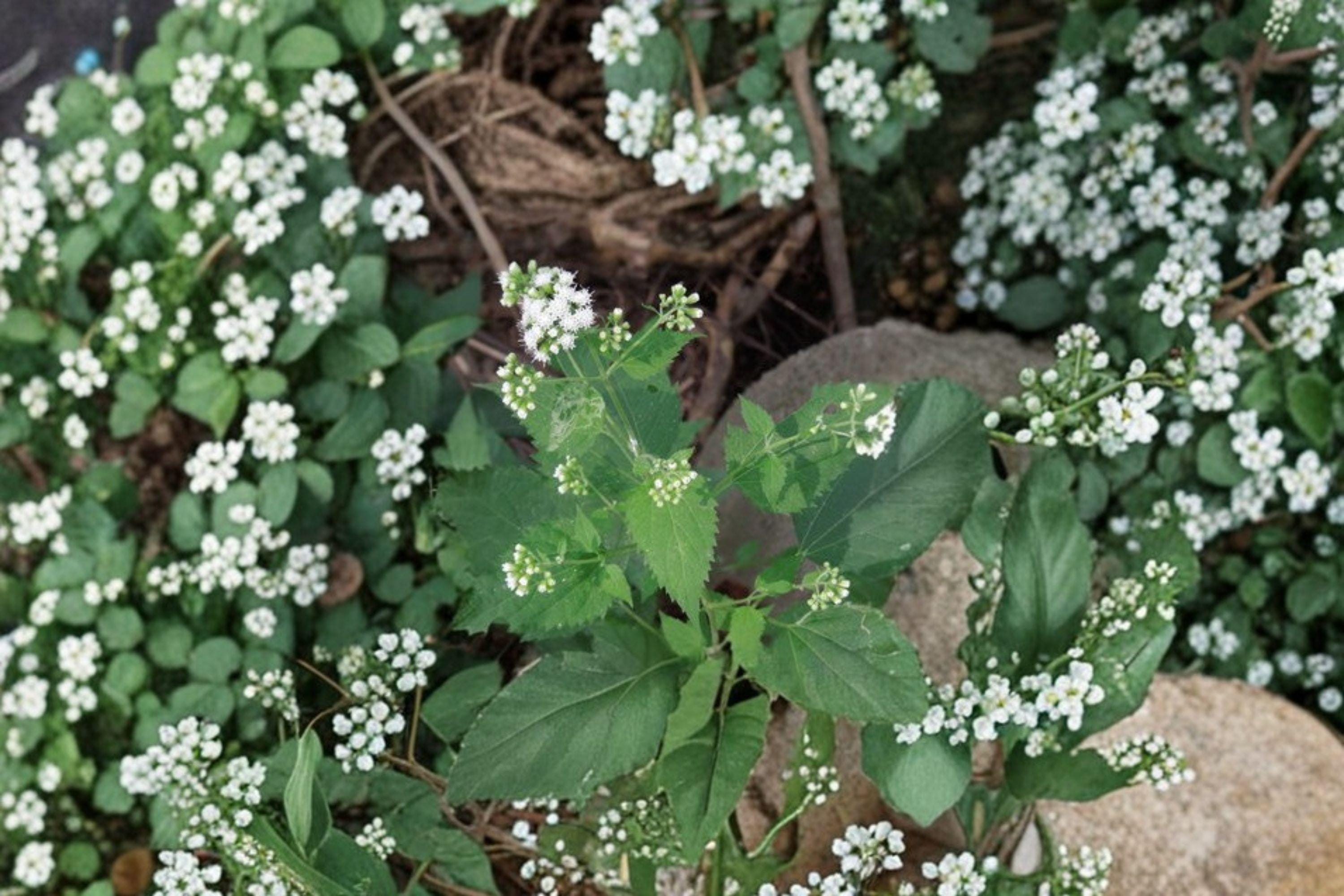 Boehmeria cylindrica/Smallspike False Nettle – 100 Seeds | Native Wetland Perennial | Shade-Tolerant | Wildlife & Pollinator Plant