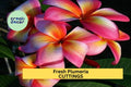 1 Fresh Plumeria Cutting 12"+ Unrooted | Frangipani Flower Cutting for Planting | Tropical Garden Tree Starter | Ships from USA