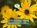 250 mg Seeds Helianthus angustifolius (Swamp Sunflower) for Planting | Vibrant Native Wildflower for Wetlands & Pollinator Gardens