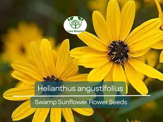 250 mg Seeds Helianthus angustifolius (Swamp Sunflower) for Planting | Vibrant Native Wildflower for Wetlands & Pollinator Gardens