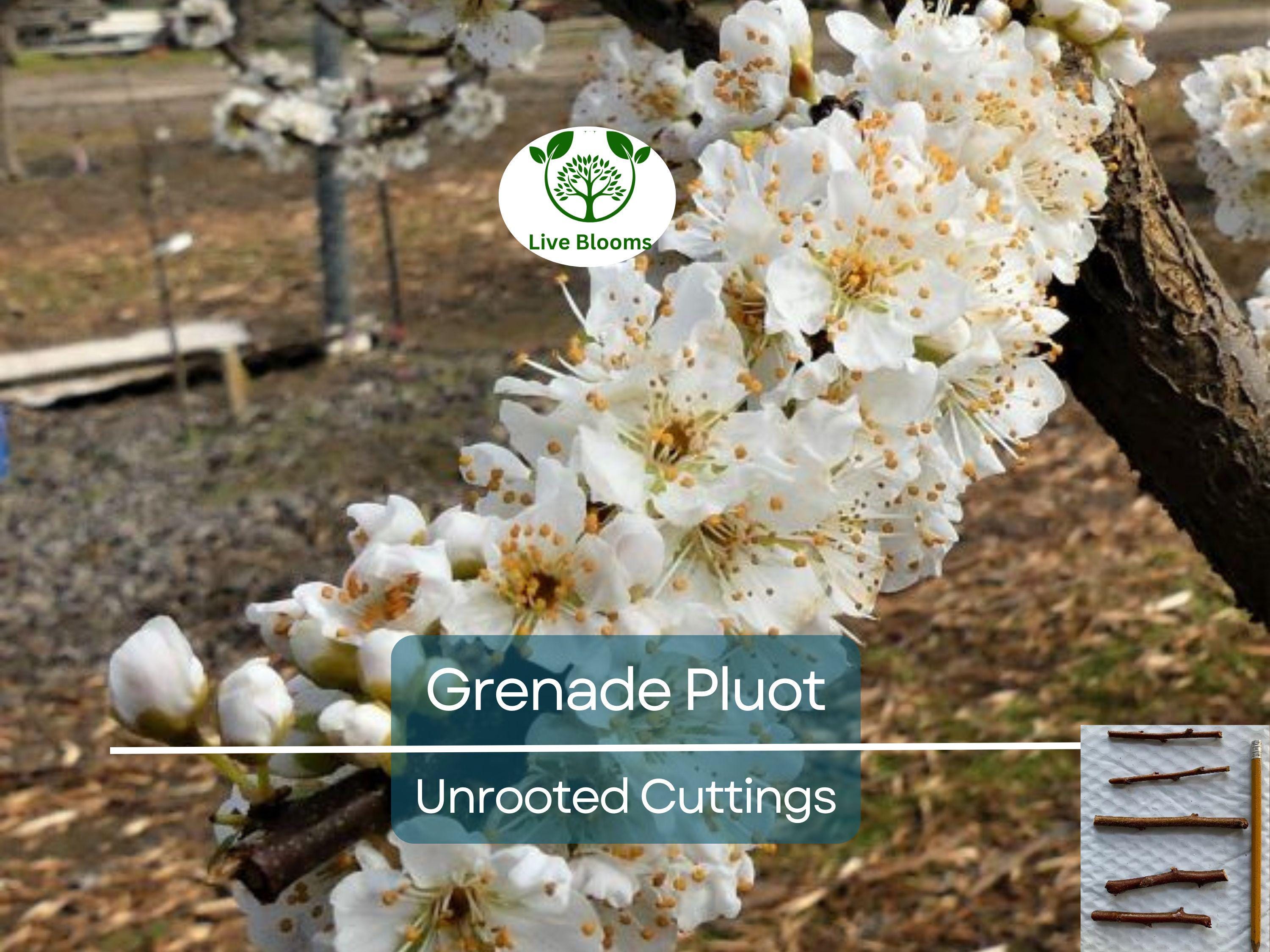 5 Grenade Pluot Unrooted Cuttings, 2-5 Inches Long, Propagate Your Own Fruit Tree, Delicious Hybrid Pluot, Easy to Grow and Care For