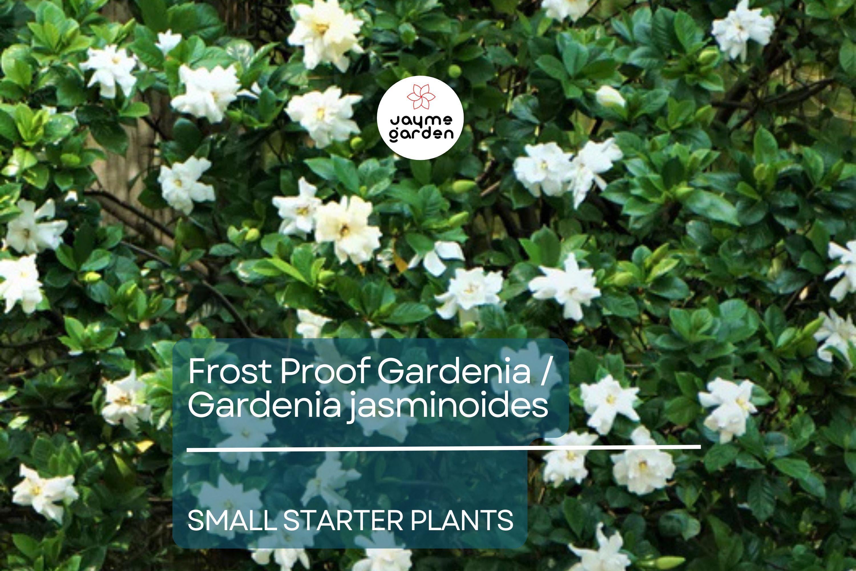 Frost Proof Gardenia Starter Plant - Evergreen Shrub, 7-10 Inches Tall - Highly Fragrant Blooms for Gardens, Containers & Landscaping
