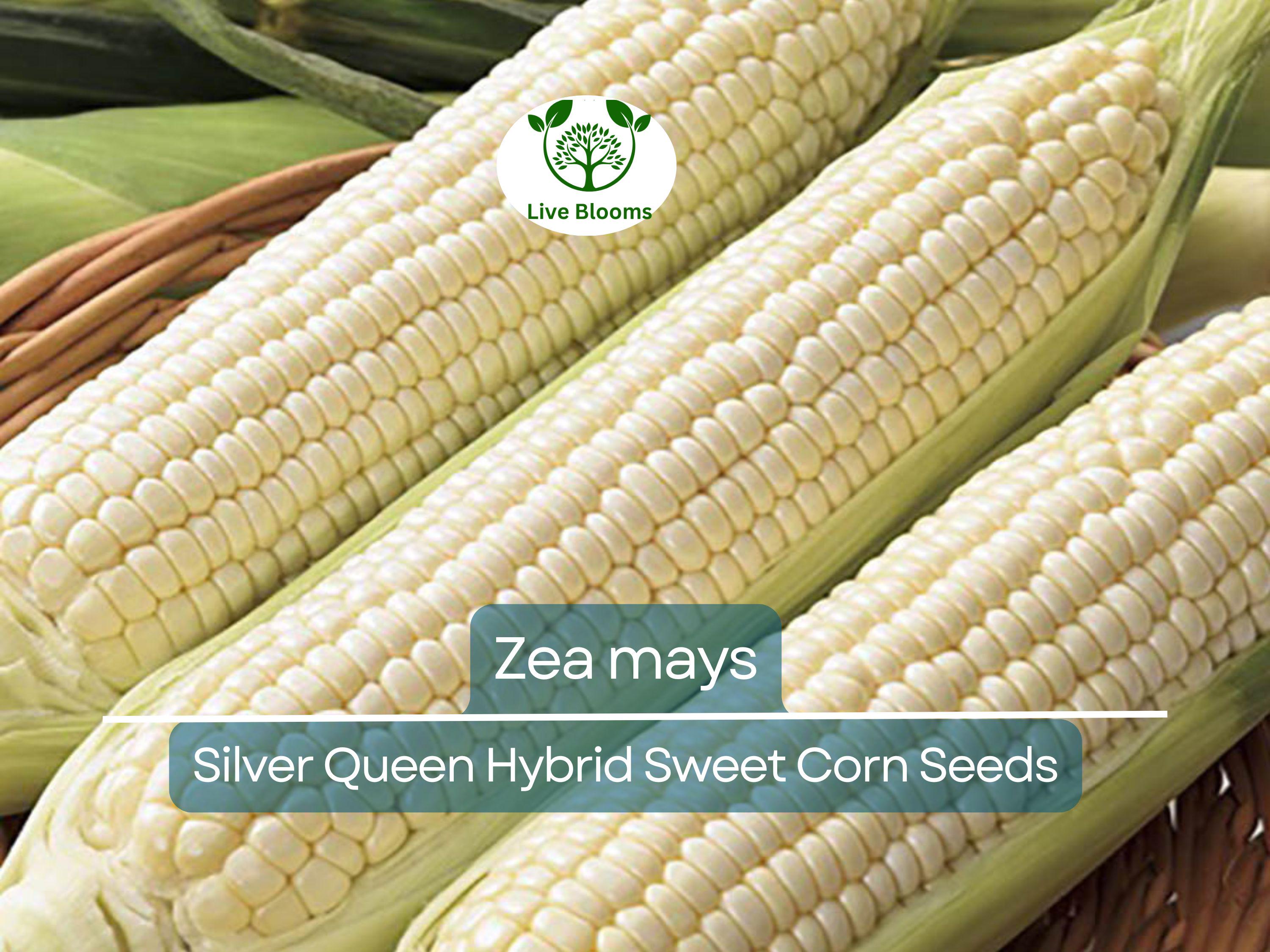 35 Seeds Corn Silver Queen Hybrid Sweet – Zea mays | Heirloom Sweet Corn for Planting, Gardening & Delicious Summer Harvests