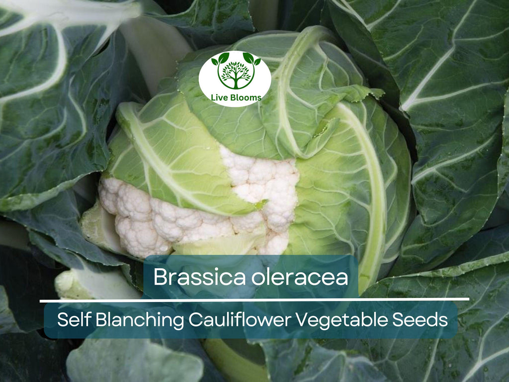 1 Gram Seeds Cauliflower Self-Blanching – Brassica oleracea Vegetable for Planting | Easy to Grow, Tender Heads, Garden Favorite