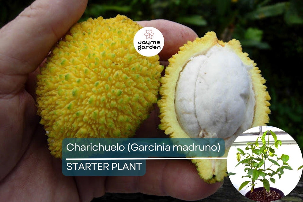Bumpy Lemon (Garcinia madruno) Starter Plant | Tropical Fruit Tree Unique Citrus Flavor | 12″-24″ Tall