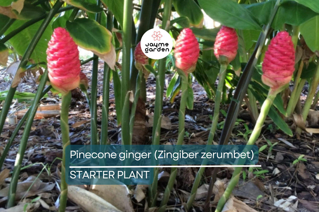 Pinecone Ginger Plant (Zingiber zerumbet) Tropical Ornamental Live Starter | Vibrant Cone-Shaped Flowers & Glossy Foliage
