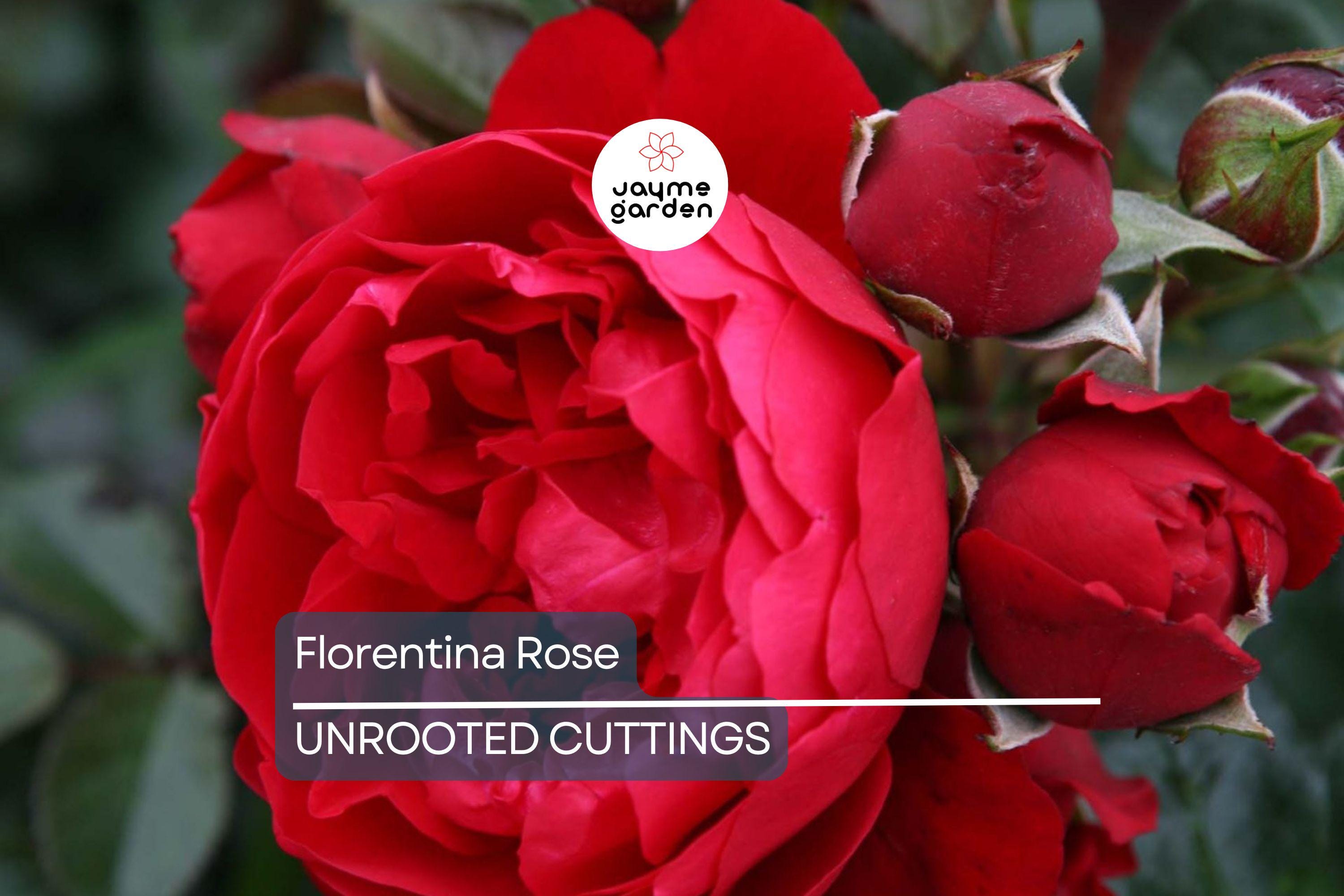 Super Rare Florentina Rose - 3 Fresh Cuttings for Rooting or Grafting - Climbing Rose Variety