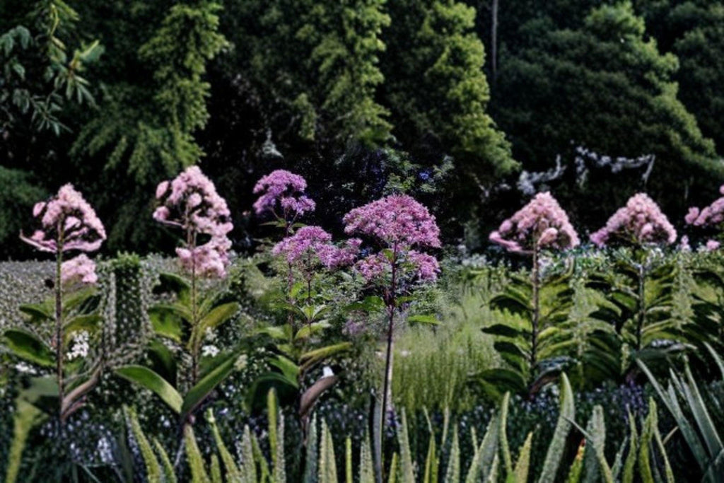 Eutrochium fistulosum/Hollow Joe-Pye Weed – 100 Seeds | Native Meadow Perennial | Tall Pollinator Plant | Monarch & Butterfly Favorite