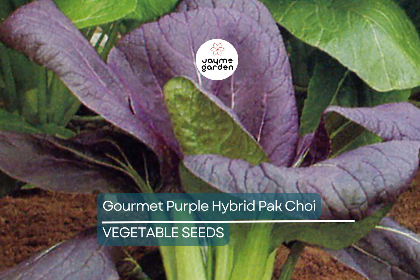 300 Gourmet Purple Hybrid Pak Choi Seeds - Bok Choi (Brassica rapa Chinensis), 6-12" Tall, Free Shipping