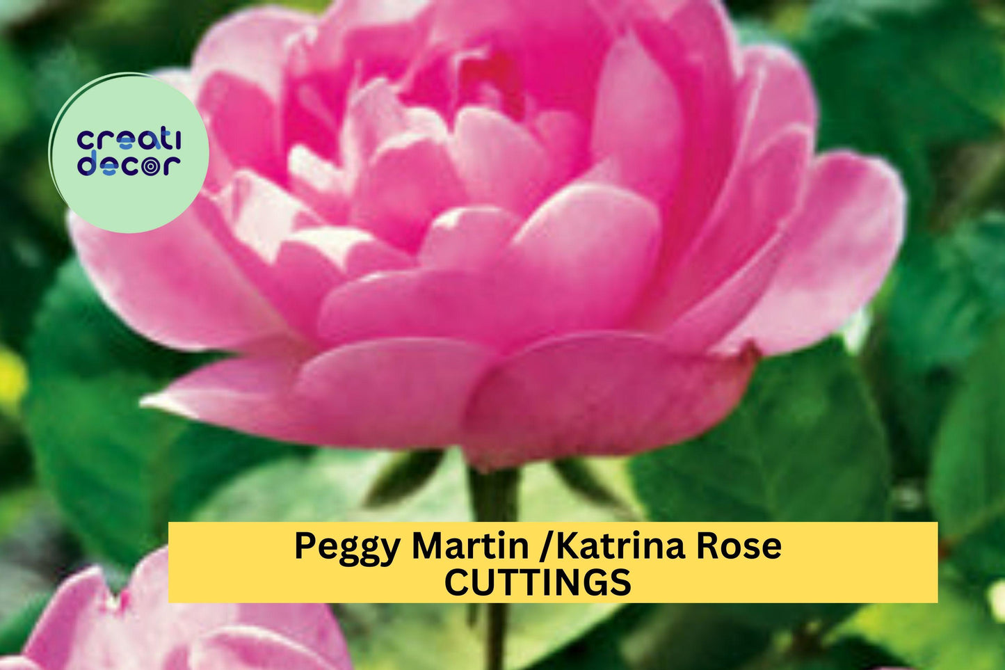 5 Peggy Martin Rose Cuttings – Katrina Climbing Rose 7–8” Unrooted Stems – Fast Growing & Thornless – Hardy Pink Blooms – USA