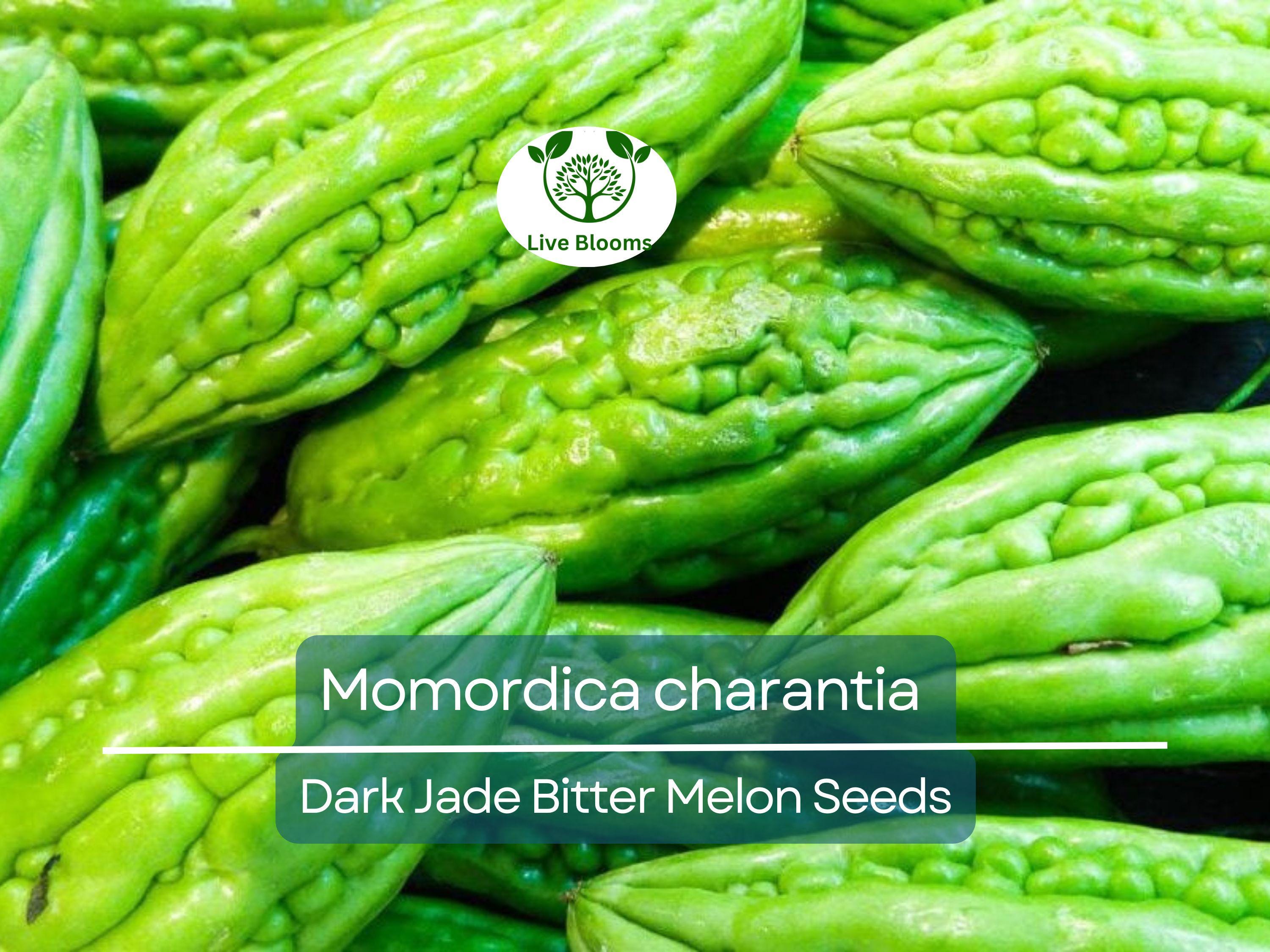 5 Seeds Gourd Bitter Melon Dark Jade, Hybrid (Momordica charantia) – Non-GMO, Healthy, Bitter Melon for Planting, Gardening & Fresh Harvests