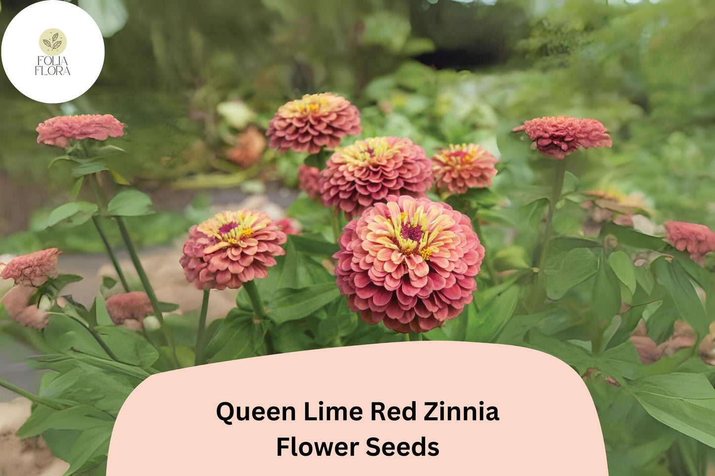 100+ Queen Lime Red Zinnia Seeds – Unique Red-Green Blooms for Garden Planting, Borders & Cut Flowers