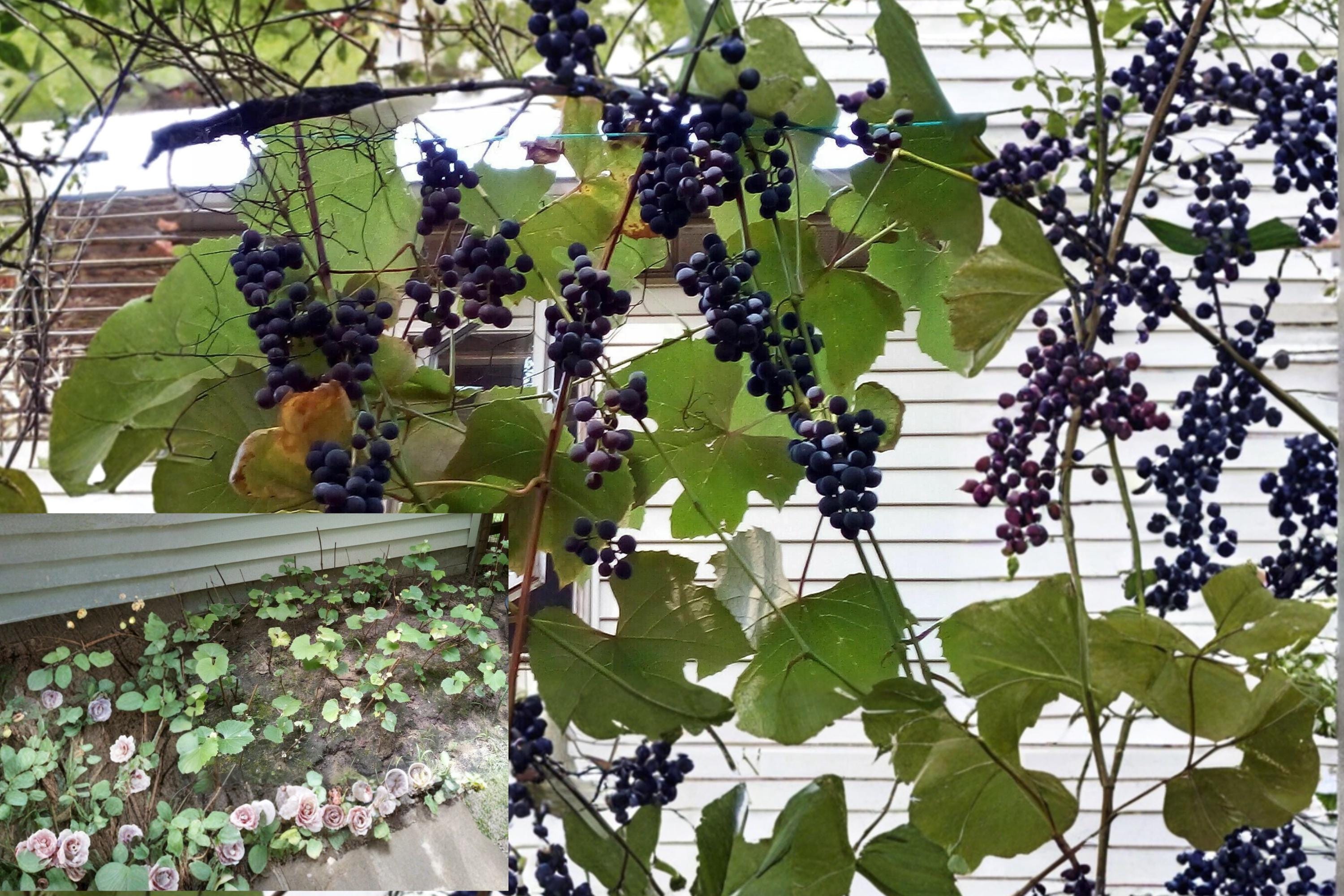 Concord Grape 10 Cuttings 12" (Vitis labrusca) Fresh Scion Wood Stems