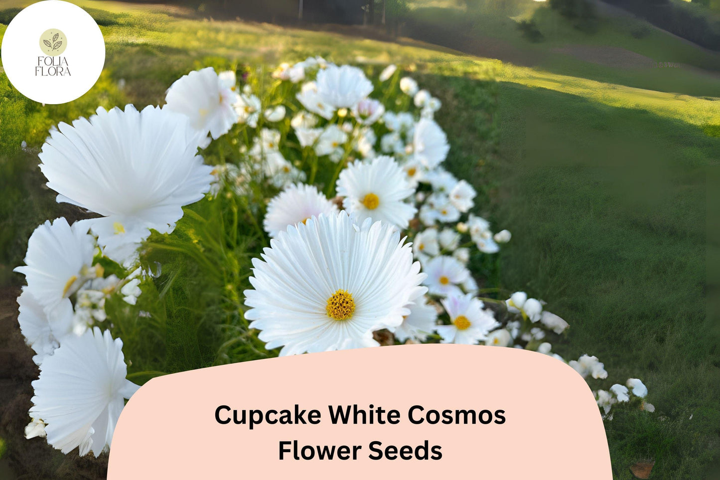 200+ Cupcake White Cosmos Seeds | Cosmos Bipinnatus White Semi-Double Flower Garden Seeds