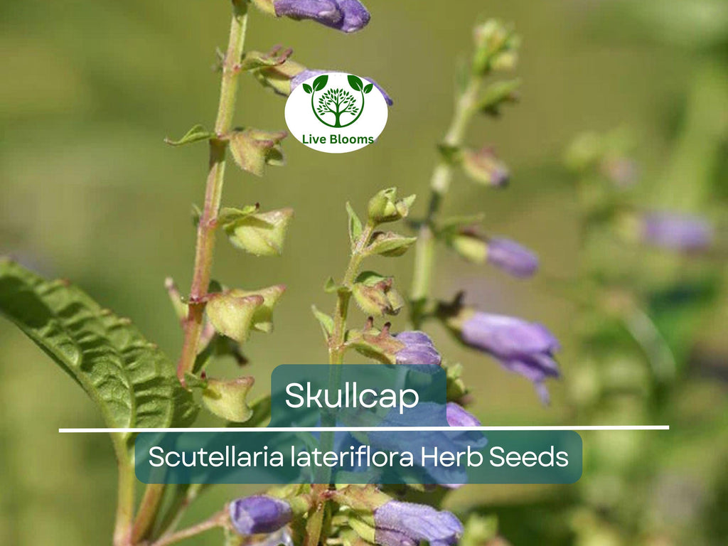 100 Skullcap Herb Seeds (Scutellaria lateriflora) for planting - Mad Dog, Grow Your Own Plant