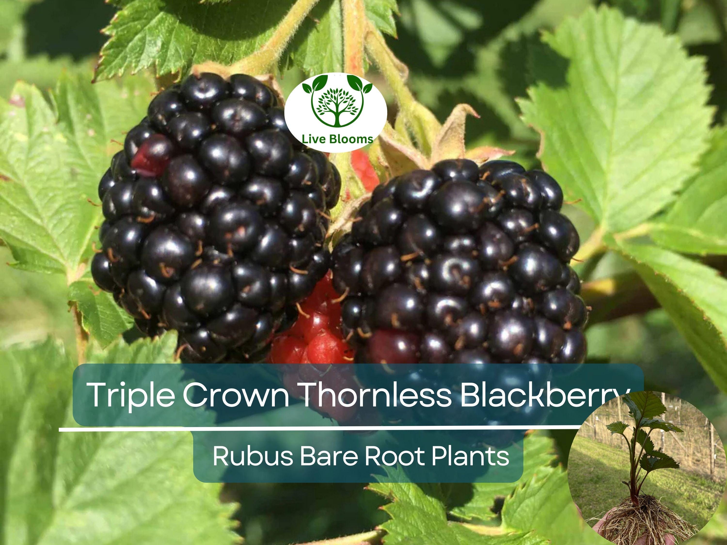 3 Bare Root Triple Crown Thornless Blackberry Plants - Rubus fruticosus, High Yield, Sweet Large Fruit, Non-GMO, Cold Hardy