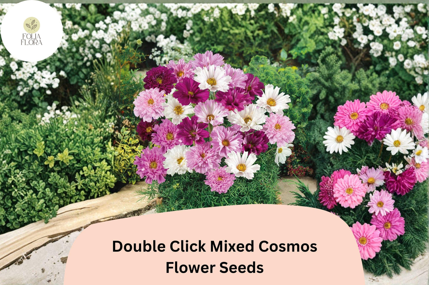 200+ Double Click Mixed Cosmos Seeds | Cosmos Bipinnatus Double Blooms | Colorful Cut Flower Garden Seeds