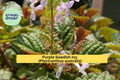 Purple Swedish Ivy – Rooted Live Plant (Plectranthus australis), Trailing Purple-Green Foliage Houseplant for Hanging Baskets or Containers