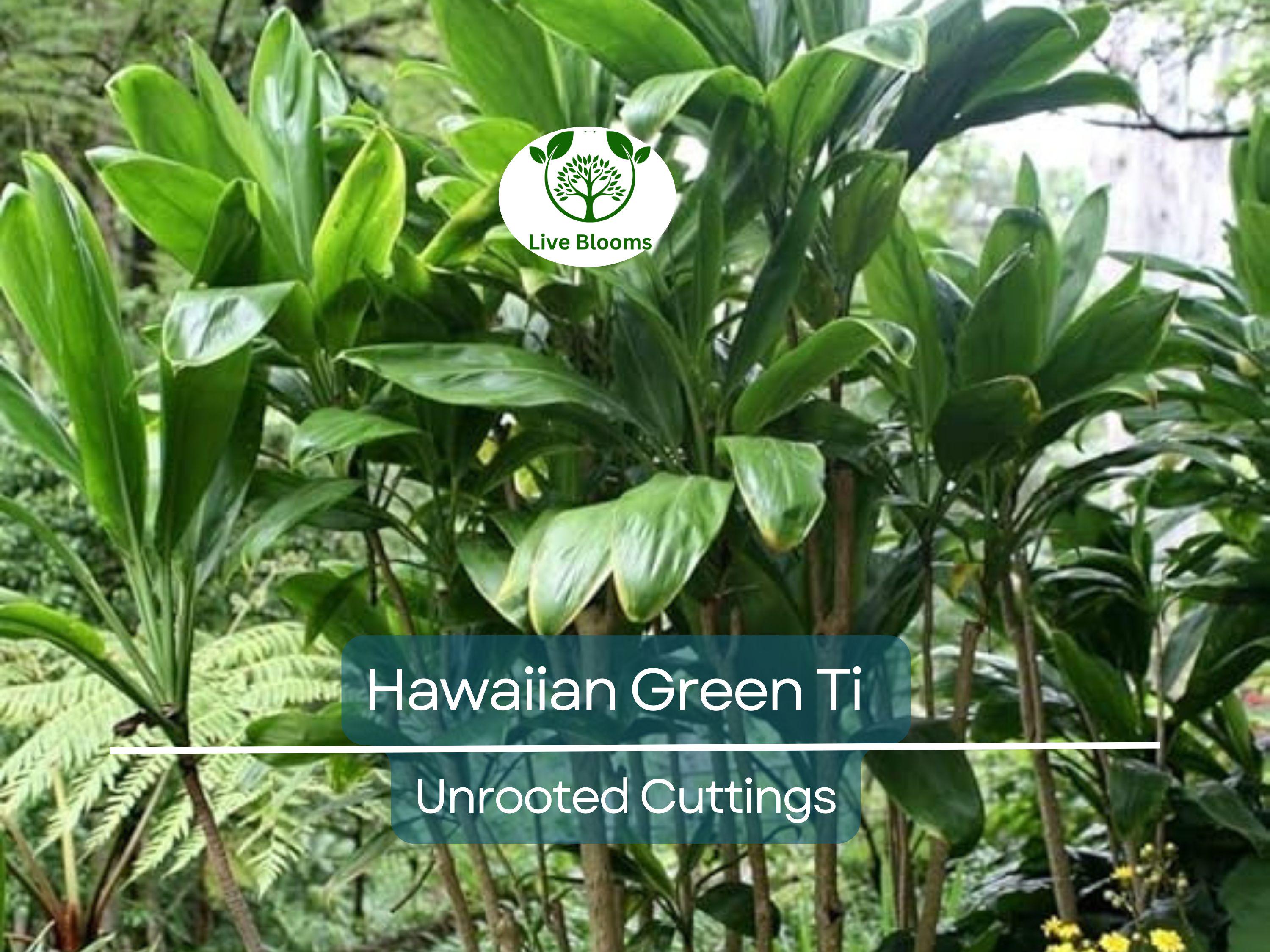 10 Hawaiian Green Ti Leaf Fresh Cuttings - 6" Starter Logs - Cordyline fruticosa, Tropical Plant, Ornamental, Easy to Grow, Exotic Plant