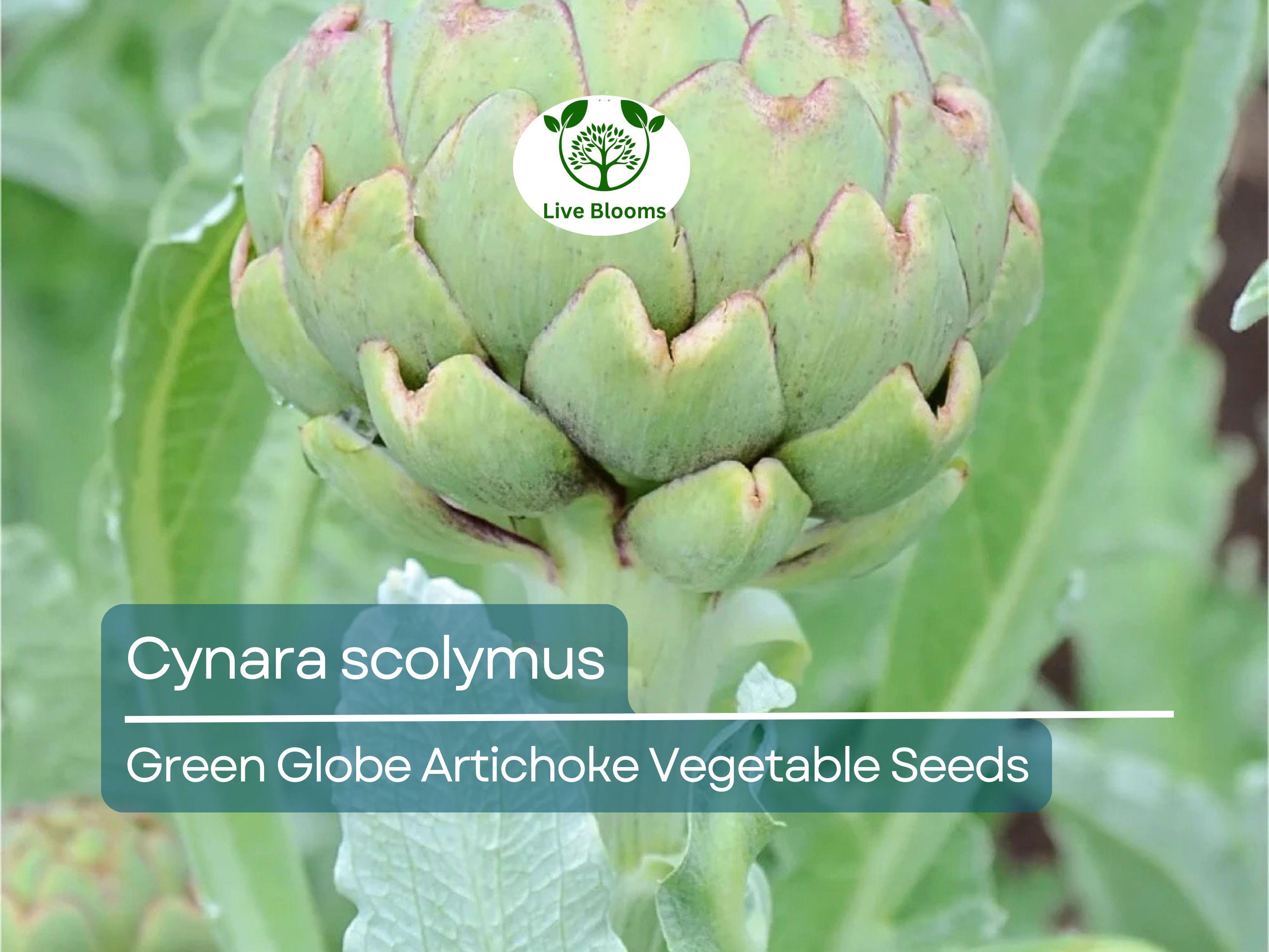 10 Green Globe Artichoke Seeds - Cynara scolymus | Heirloom Artichoke for Planting, Gardening & Culinary Use | Large, Tender Buds
