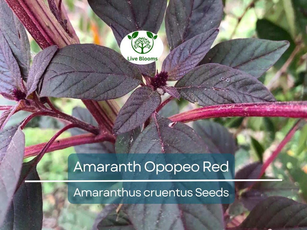 1500 Seeds Amaranth Opopeo Red Flower Edible Leaves & Grain Microgreens Non-GMO (Amaranthus)