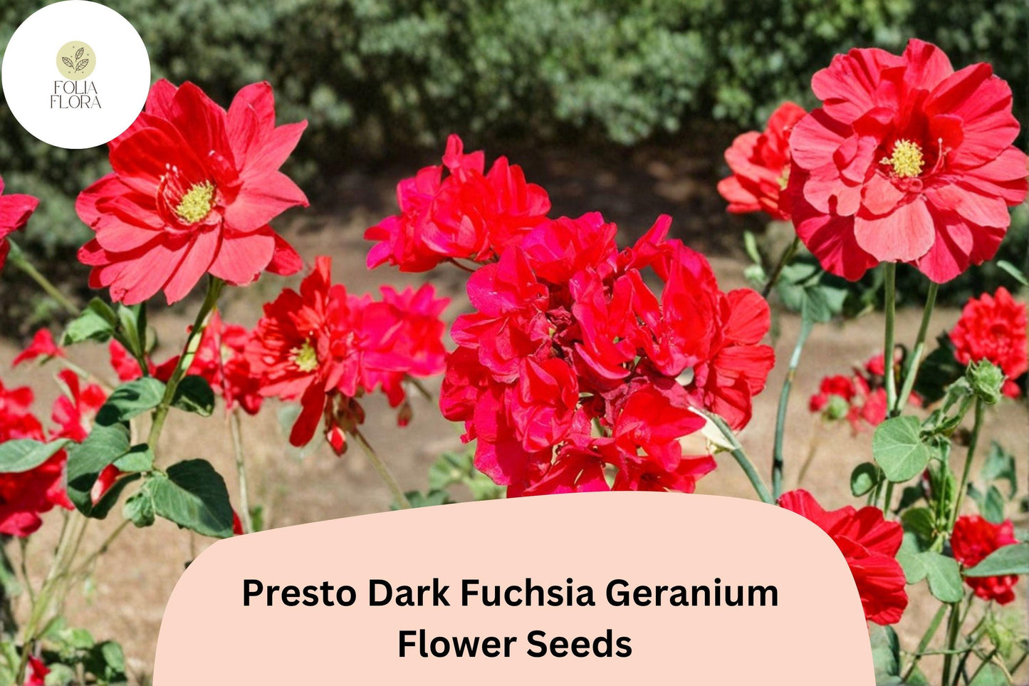 25+ Presto Dark Fuchsia Geranium Seeds for Garden Planting – Bold Fuchsia Blooms, Easy to Grow Perennial Flower