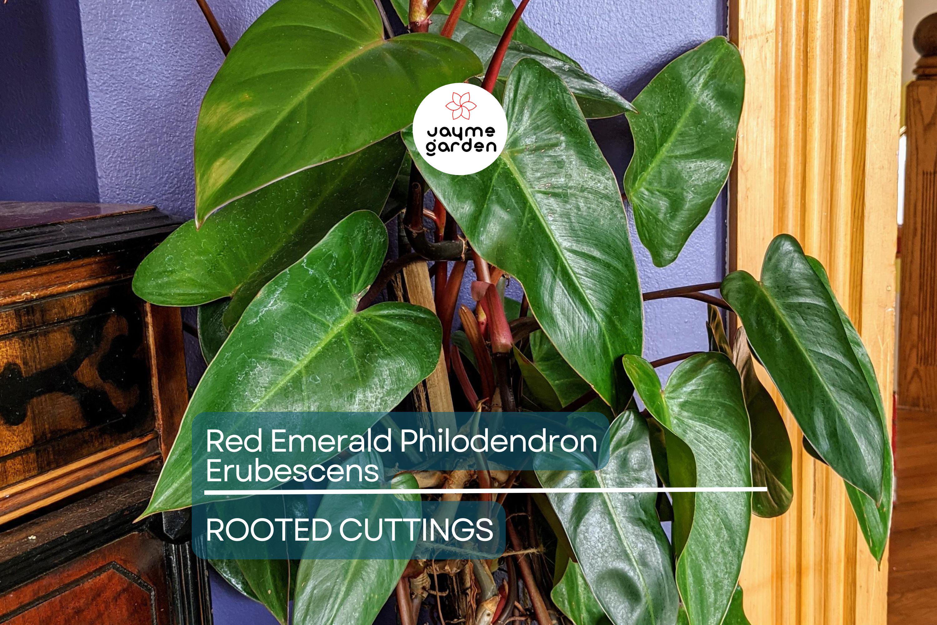 Red Emerald Philodendron Erubescens 17" Tall Climbing Plant, Fully Rooted