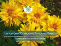 100 Seeds Lance-Leaf Coreopsis Sunburst Perennial Wildflower Tickseed Non-GMO, Bright Yellow Flowers, Native to North America