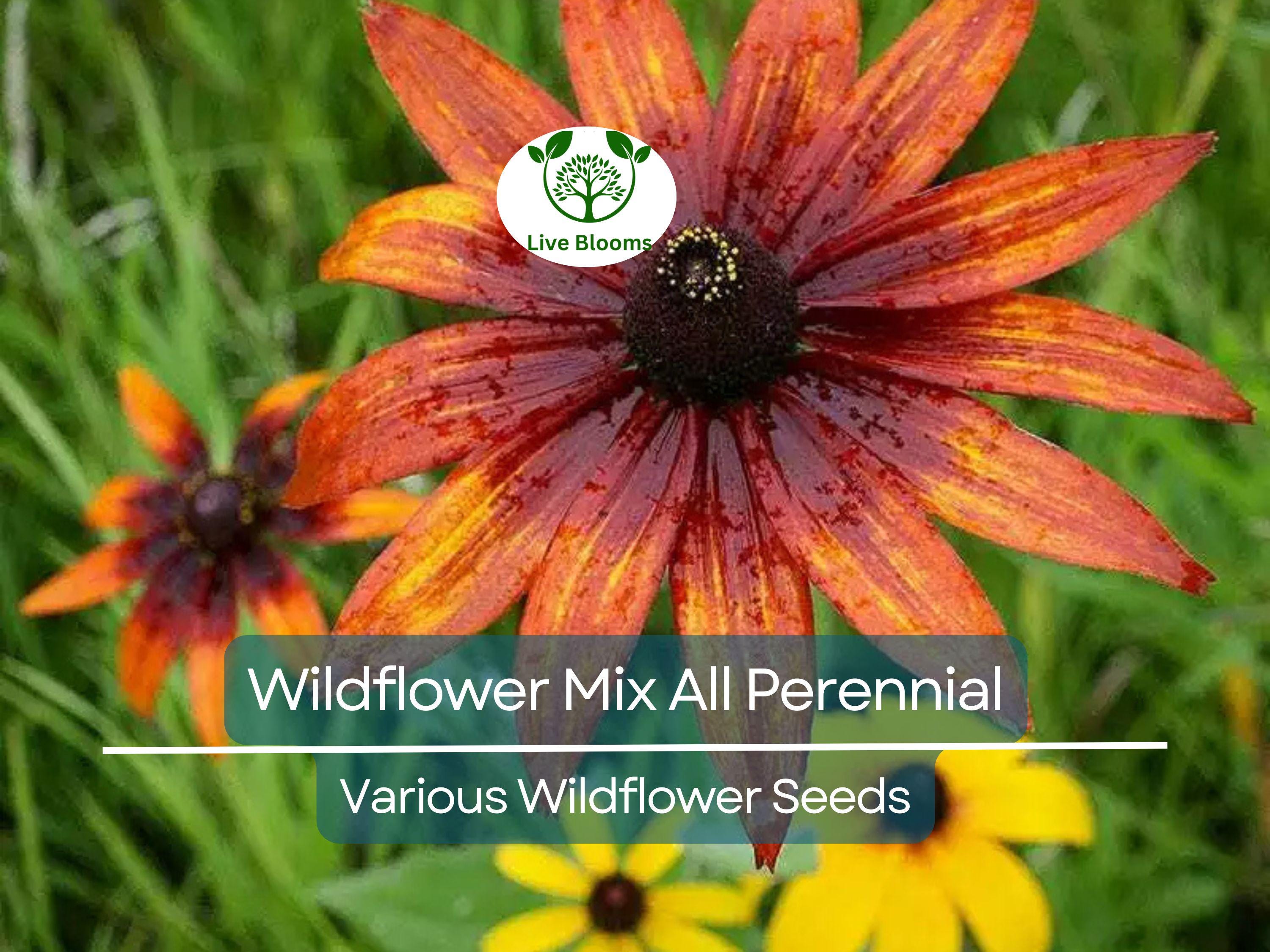 1000 Seeds Wildflower Mix All Perennial Heirloom Flowers Pollinators Non-GMO (Native Wildflowers)
