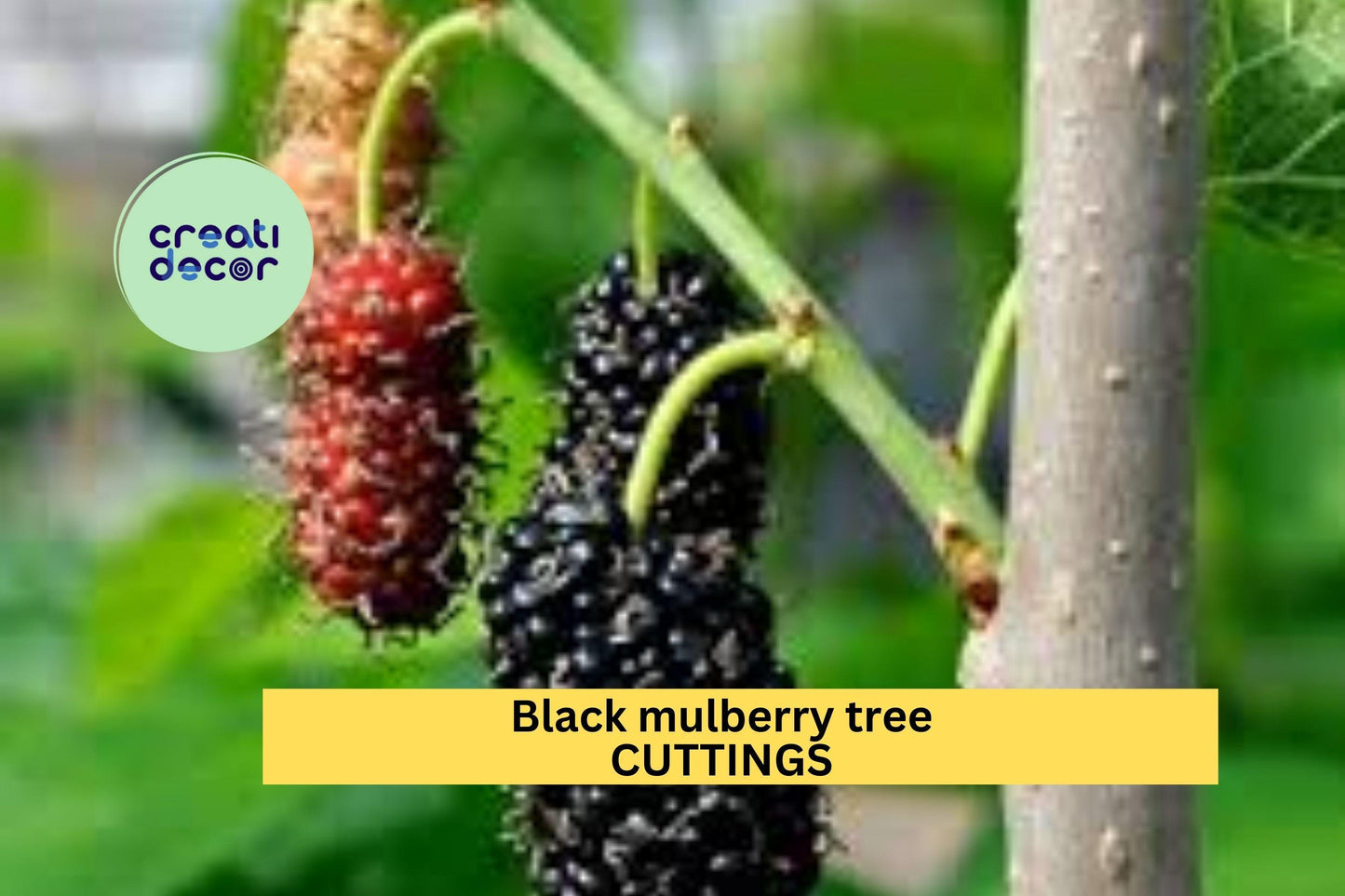 10 Black Mulberry Tree Cuttings | Morus nigra | Unrooted Hardwood for Grafting or Rooting | Sweet Fruit Tree | Cold Hardy Zones 6–10