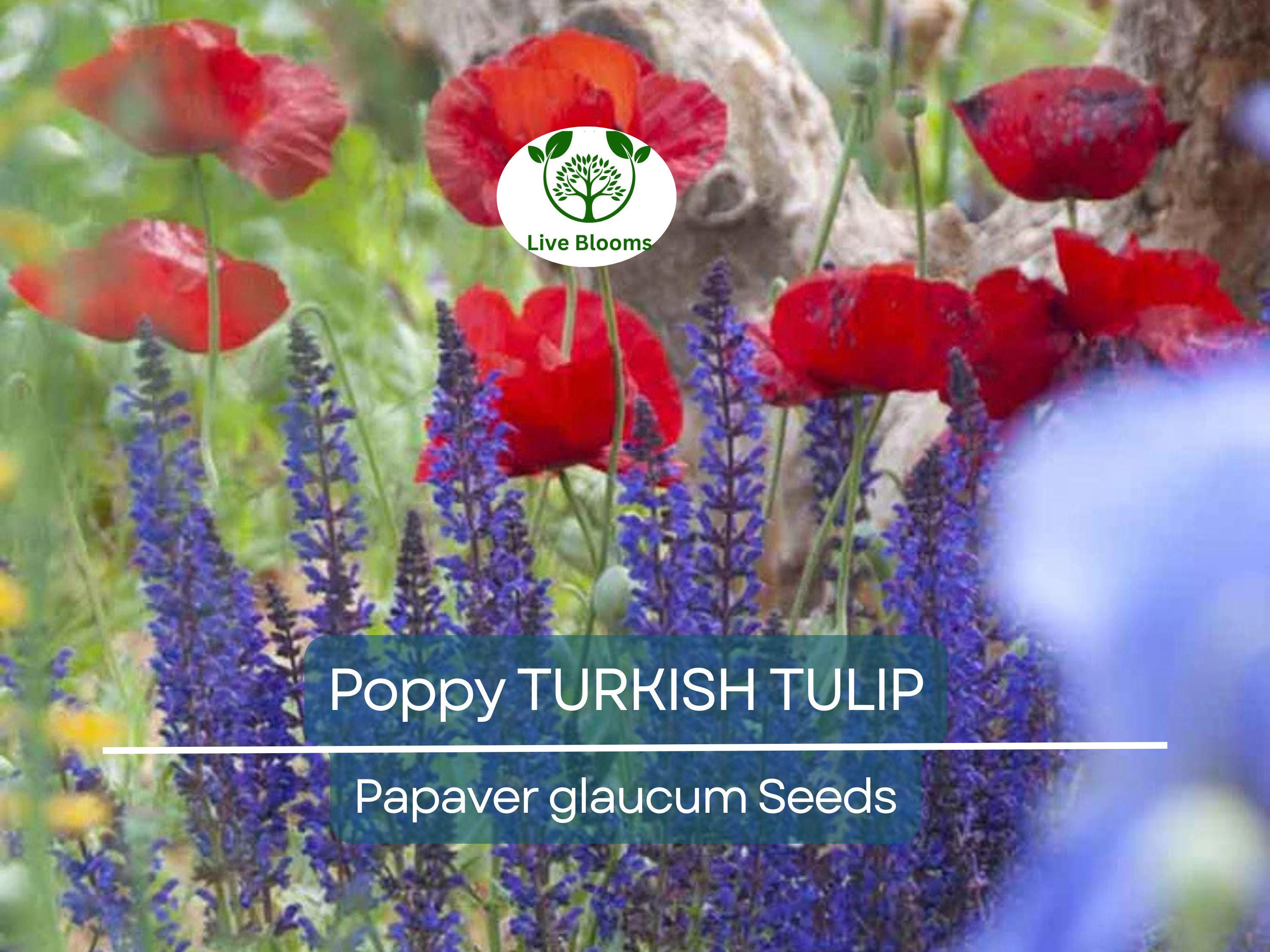 1000 Seeds Poppy TURKISH TULIP Red & Black Huge Flowers - Papaver spp. Non-GMO, Pollinator Friendly, Vibrant Garden Blooms, Spring Planting