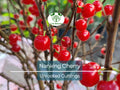 10 Unrooted Nanking Cherry Cuttings (Prunus tomentosa) - 6-8 Inches Long, Hardy Shrub for Fruit, Wildlife, & Landscaping