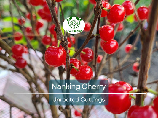 10 Unrooted Nanking Cherry Cuttings (Prunus tomentosa) - 6-8 Inches Long, Hardy Shrub for Fruit, Wildlife, & Landscaping