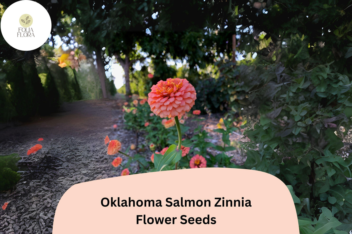100+ Oklahoma Salmon Zinnia Seeds – Soft Pink-Orange Blooms for Cut Flowers & Summer Gardens