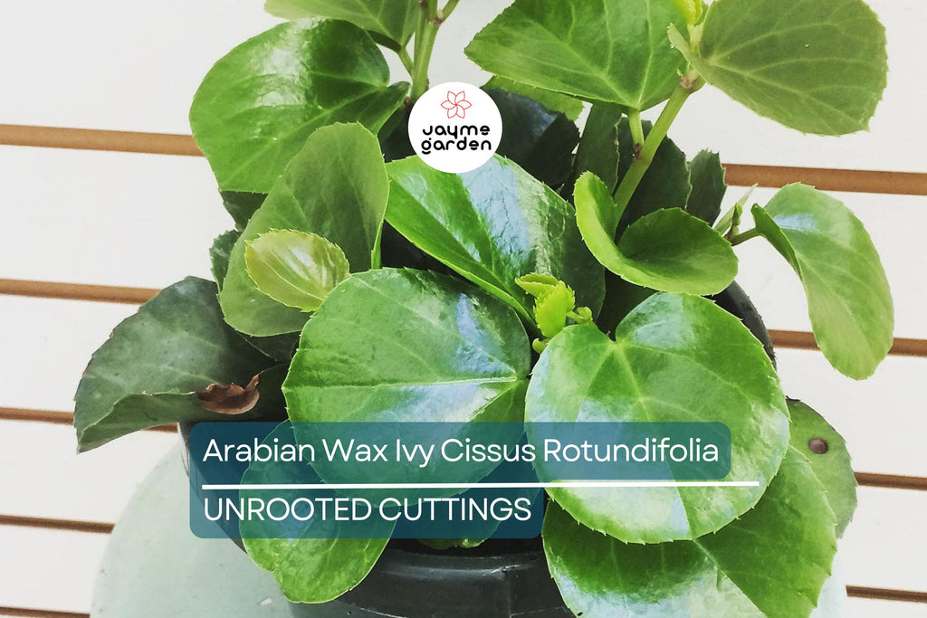 RARE Arabian Wax Ivy (Cissus Rotundifolia) Unrooted Cutting - Unique Live Houseplant Starter for Indoor Decor & Easy Care