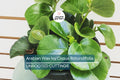 RARE Arabian Wax Ivy (Cissus Rotundifolia) Unrooted Cutting - Unique Live Houseplant Starter for Indoor Decor & Easy Care
