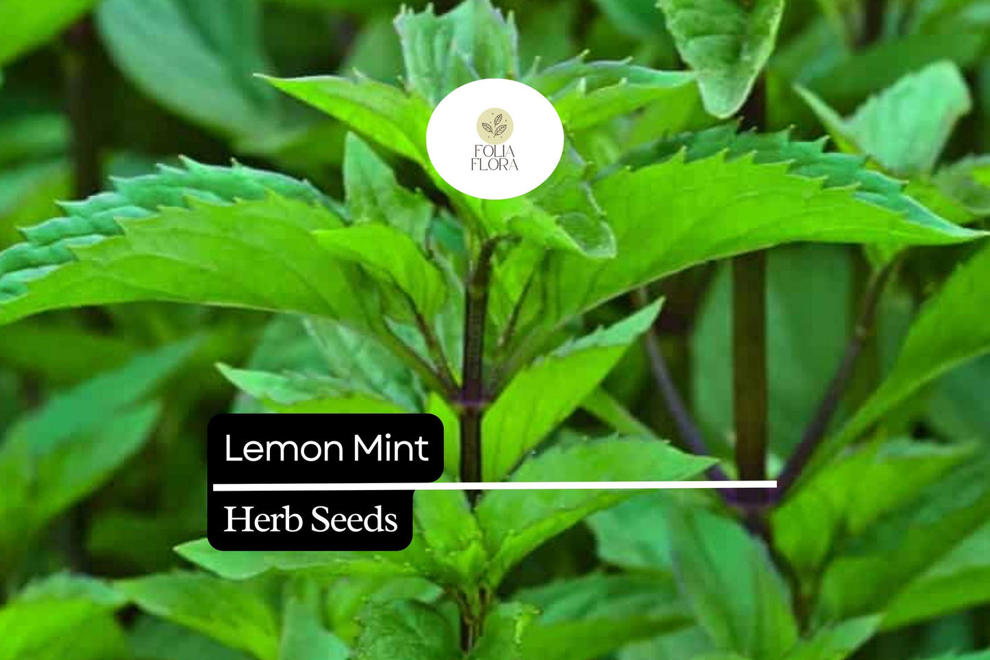 1000 Seeds Lemon Mint, Monarda Citriodora, Fragrant Herb for Teas, Culinary Use, and Pollinator Gardens