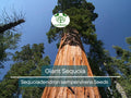 40 Giant Sequoia California Redwood Seeds - Sequoiadendron sempervirens - Grow Majestic Trees, Largest Trees on Earth, Fast Growing