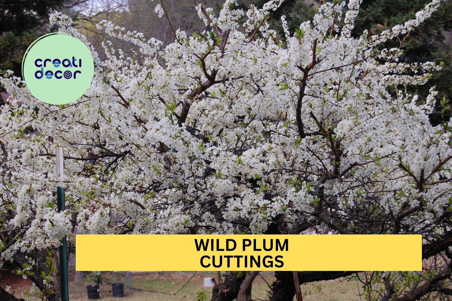 12 Wild Plum Cuttings – Unrooted Hardwood Stems for Garden or Orchard Planting, Native Fruit Tree Starter Set – USA