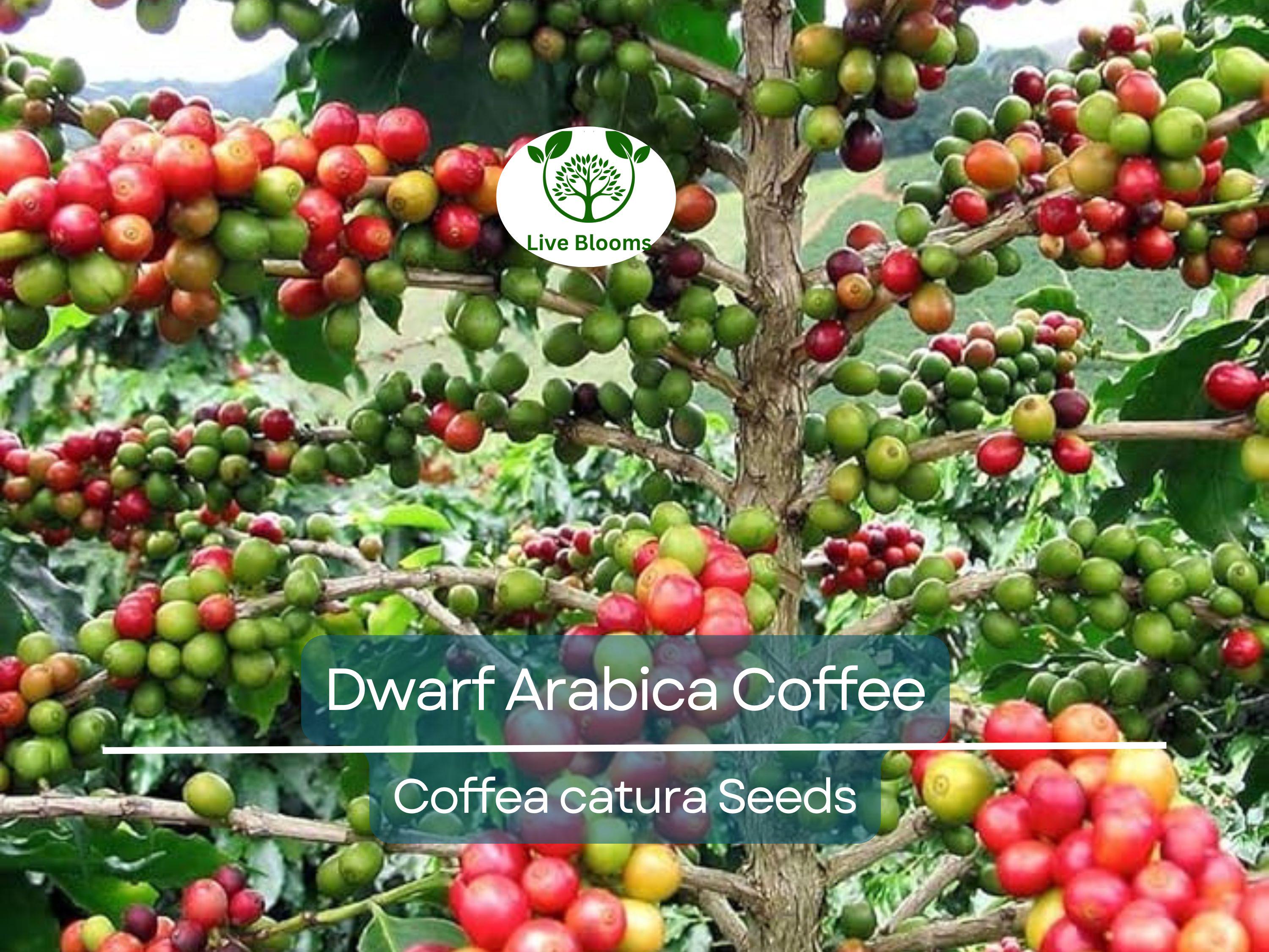 10 DWARF Arabica Coffee Plant Seeds (Coffea catura), Indoor Coffee Bean Tree, Grow Your Own Coffee, Compact Size, Perfect for Home Gardening