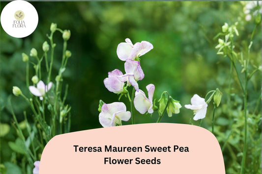 50+ Teresa Maureen Semi-Dwarf Sweet Pea Seeds | Purple Compact Climbing Flowers