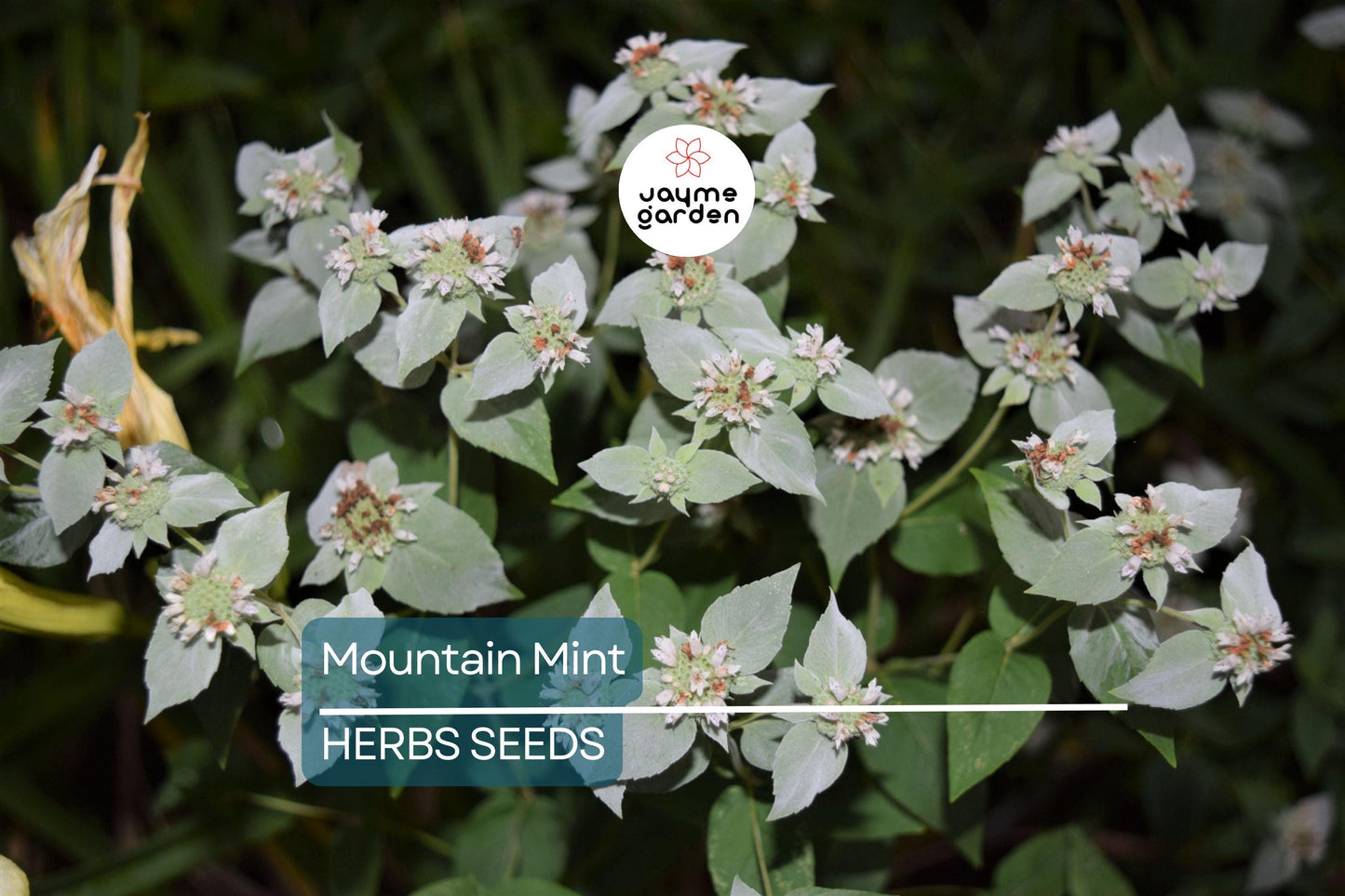 650 Mountain Mint Seeds - Pycnanthemum Pilosum - Fragrant Mint, Tea Herb, Attracts Pollinators
