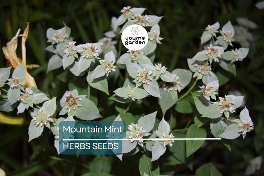 650 Mountain Mint Seeds - Pycnanthemum Pilosum - Fragrant Mint, Tea Herb, Attracts Pollinators